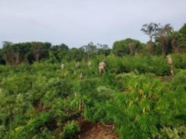 SENAD eliminó 23 hectáreas de marihuana