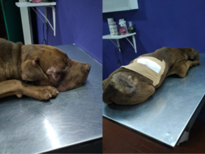 Crueldad animal jeyma: Arriero machetea a un perro en Asunción