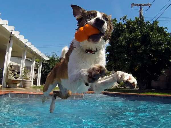 Preparemos a nuestras mascotas para días de mucho calor - Mascotas - ABC Color