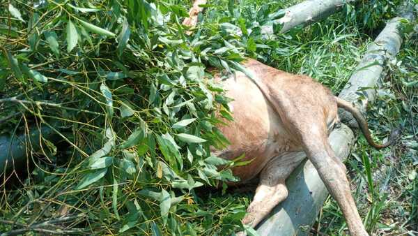 TORMENTA AZOTA CAAZAPA DEJANDO DAÑOS MATERIALES Y ANIMALES MUERTOS - Itapúa Noticias