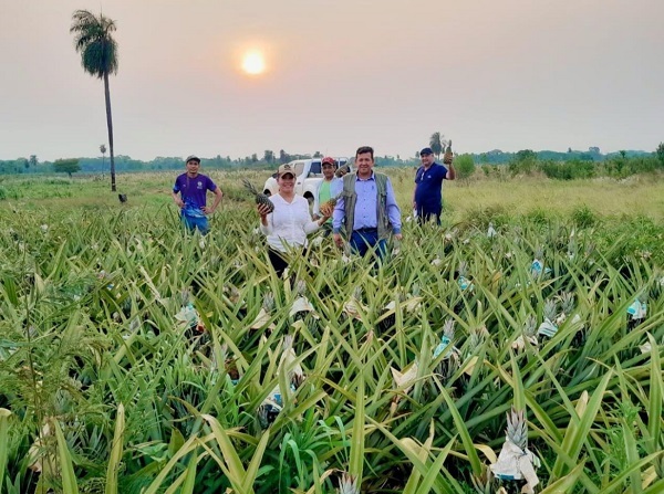 Horqueta se expande: Productores de piña exportarán a Argentina, Uruguay y Brasil