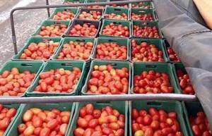 ¡La nueva joya! ¿Y si te regalan un anillo de tomates?