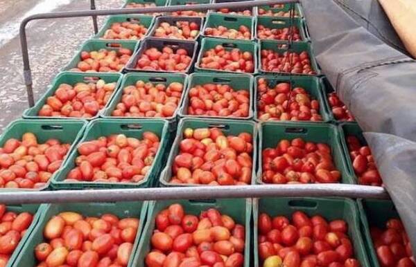 ¡La nueva joya! ¿Y si te regalan un anillo de tomates?