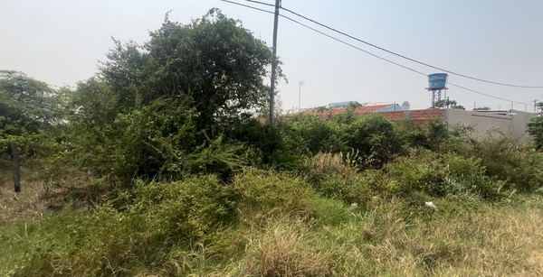 Patio baldío se convierte en refugio de serpientes y alimañas en el barrio San Carlos