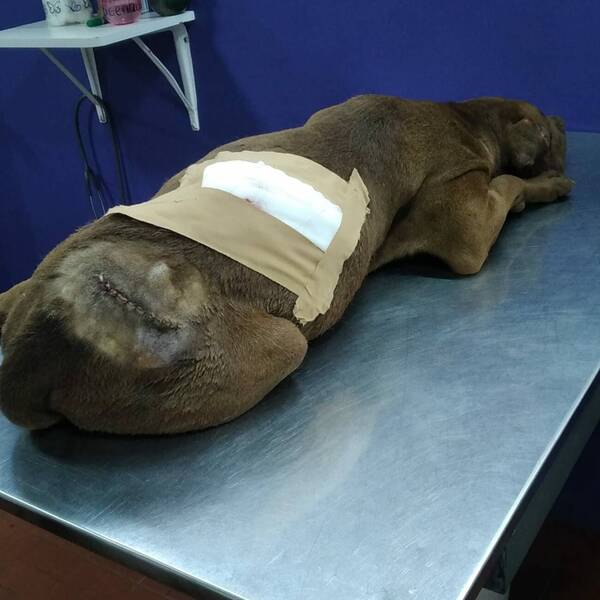 [IMÁGENES SENSIBLES] Piden justicia para "Romeo" quien fue macheteado por todo el cuerpo