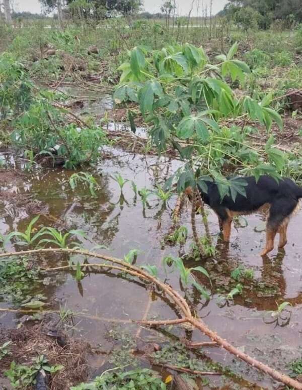 Yabebyry: productores sufren pérdida total a causa del efecto climático - Nacionales - ABC Color