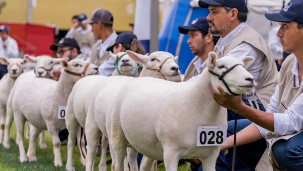 Hay interés en el Texel paraguayo en el exterior (quieren carne y material genético)