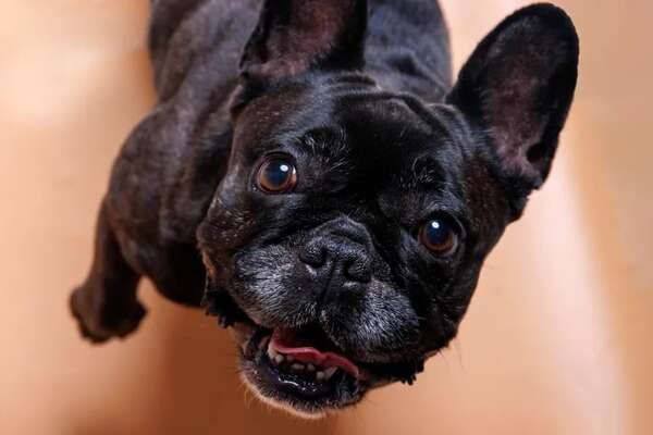 Frenchies, compañeros ideales para los niños - Mascotas - ABC Color