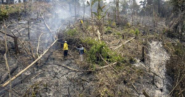 La Nación / Bolivia: detienen a 51 personas por provocar incendios forestales