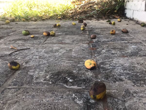 Te contamos cuales son las posibles causas de los mangos dañados