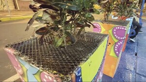 Doñas se ingenian para evitar que "chespiritos" les roben sus plantas