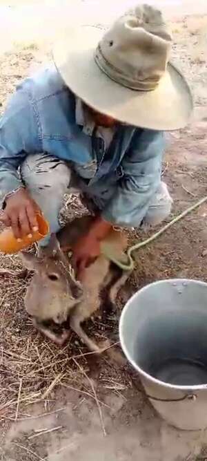 Fauna chaqueña: la sequía y los dos extremos, unos auxilian y otros matan - Noticias del Chaco - ABC Color
