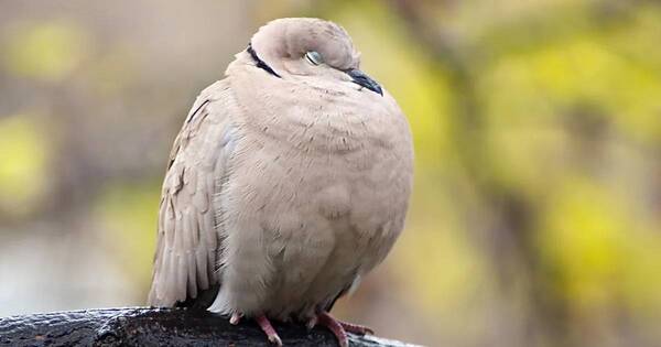 La Nación / ¿Por qué los pájaros duermen de pie?