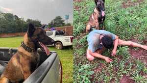 Perro héroe evitó robo en Encarnación y ayudó a capturar a los delincuentes