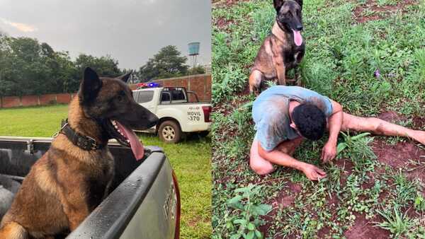 Perro héroe evitó robo en Encarnación y ayudó a capturar a los delincuentes