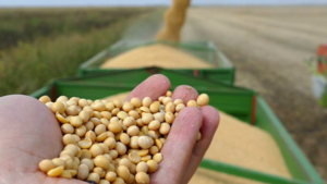 Continúa ritmo acelerado de exportaciones de soja