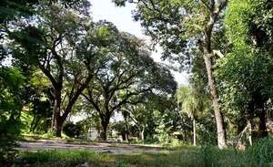 Municipalidad de Asunción autorizó tala de 77 árboles para construir un supermercado - Nacionales - ABC Color