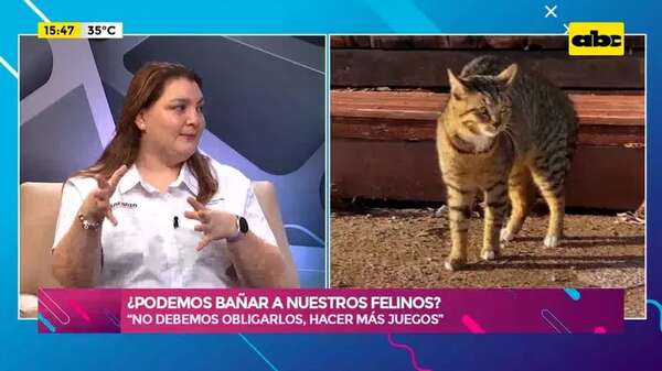 Video: ¿Podemos bañar a nuestros felinos? - Ensiestados - ABC Color