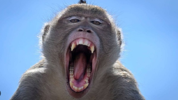 ¡De terror! Mono ataca a mujer en CDE - Noticias Paraguay