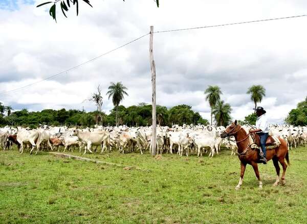 Movilizaron más de 5,3 millones de bovinos - Nacionales - ABC Color