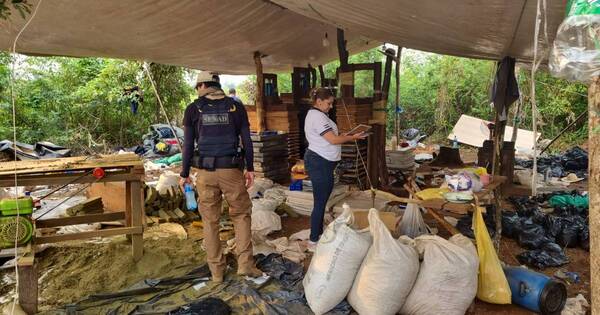 La Nación / Senad destruyó 5 toneladas de marihuana y un complejo de producción en Canindeyú