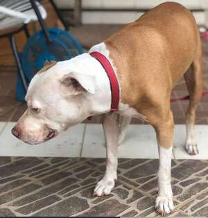 Cachorra pitbull busca a sus dueños - Encontrá a tu mascota - ABC Color