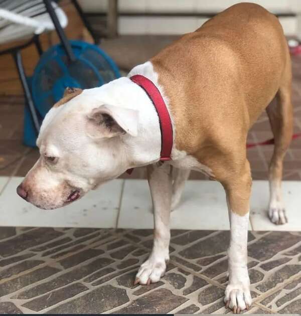 Cachorra pitbull busca a sus dueños - Encontrá a tu mascota - ABC Color