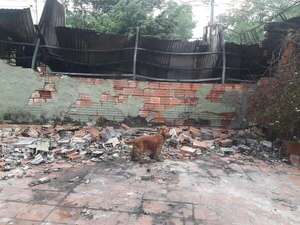 Perrita heroína alerta sobre incendio y salva a tres personas en Lambaré - Mascotas - ABC Color