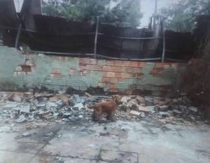 Lucy, la perra del milagro que salvó a trabajadores de una gomería de morir en un incendio
