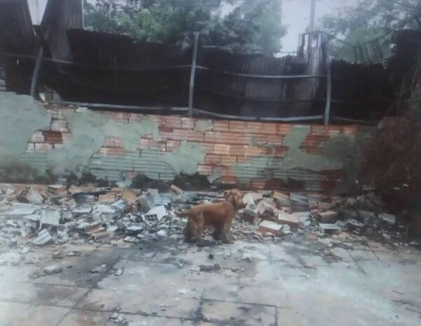 Lucy, la perra del milagro que salvó a trabajadores de una gomería de morir en un incendio