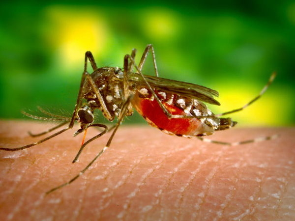 Dengue: se duplican casos a nivel país | 1000 Noticias