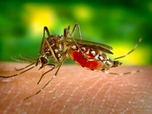Dengue: se duplican casos a nivel país