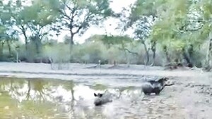 Chaco: Denuncian nula acción para salvar vida silvestre