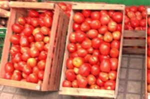 Ofertarán 15.000 kilos de tomates en ferias de la próxima semana - Informatepy.com