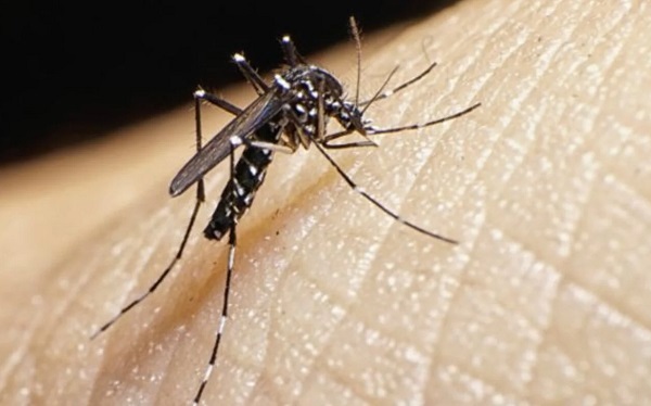Se duplican casos de dengue en el país - El Independiente