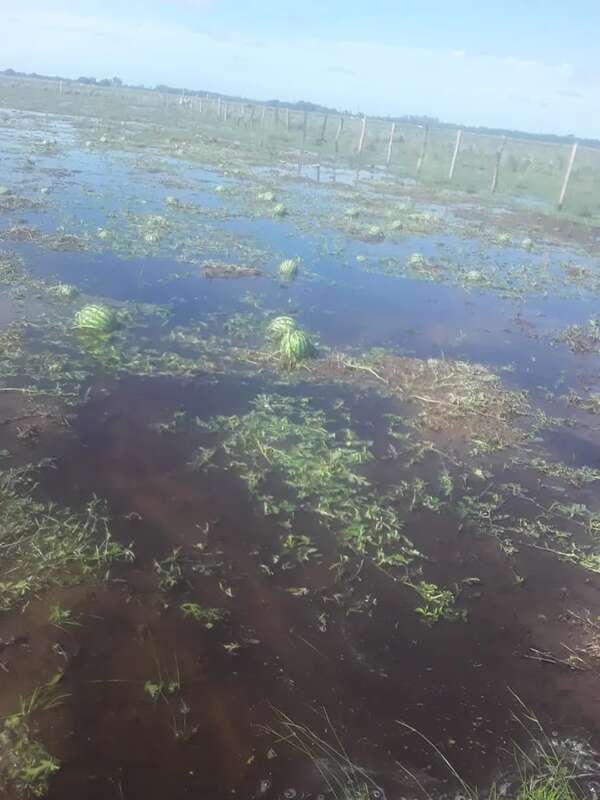Temporal terminó por destruir cultivos de autoconsumo en Yabebyry - Nacionales - ABC Color