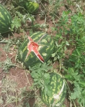 Temporal arrasa con cultivos de autoconsumo en Yabebyry