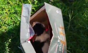 Ataron a gatitos como parte de un ritual, en previa de final de fútbol en Itapúa