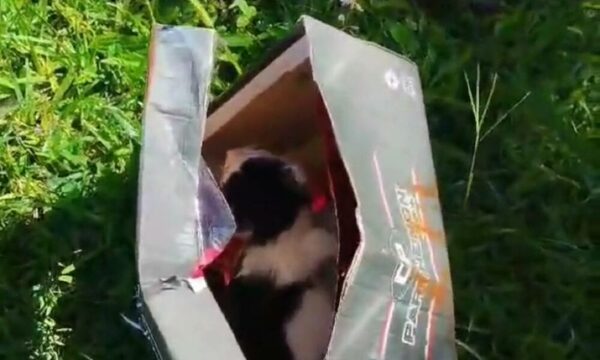 Ataron a gatitos como parte de un ritual, en previa de final de fútbol en Itapúa