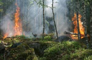 Bolivia: 51 personas detenidas por presuntamente ocasionar incendios forestales - Unicanal