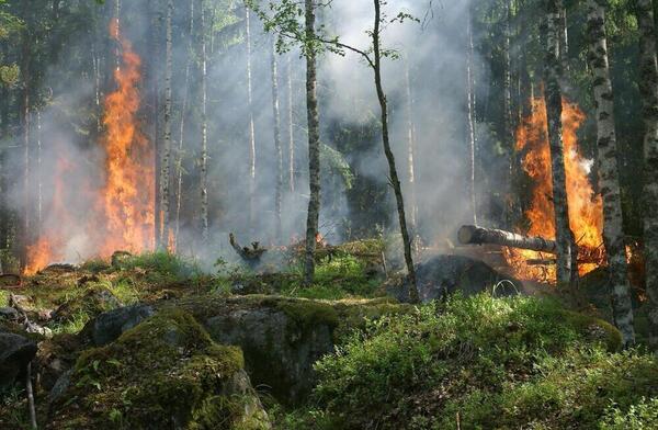 Bolivia: 51 personas detenidas por presuntamente ocasionar incendios forestales - Unicanal
