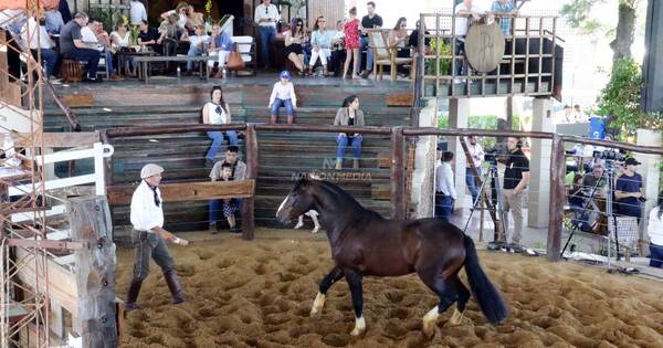 La Nación / Destacan auspicioso resultado de la feria de caballos criollos de las ganaderas Sofía y Chajhá