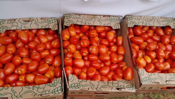 El ataque de los tomates -debido a su precio- se debería a la intermediación (productores preparan feria a G. 9.000/kg)