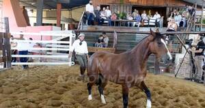 La Nación / El primer gran remate de los caballos criollos superó las expectativas