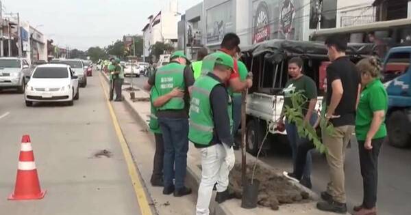 La Nación / Arborizan la Avenida Eusebio Ayala para atenuar los efectos del calor