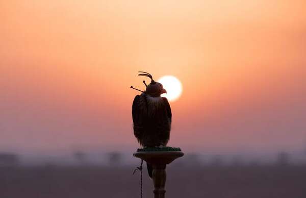 “Considerable aumento” de choques entre aviones y aves: Dinac considera recontratar cetrería - Nacionales - ABC Color