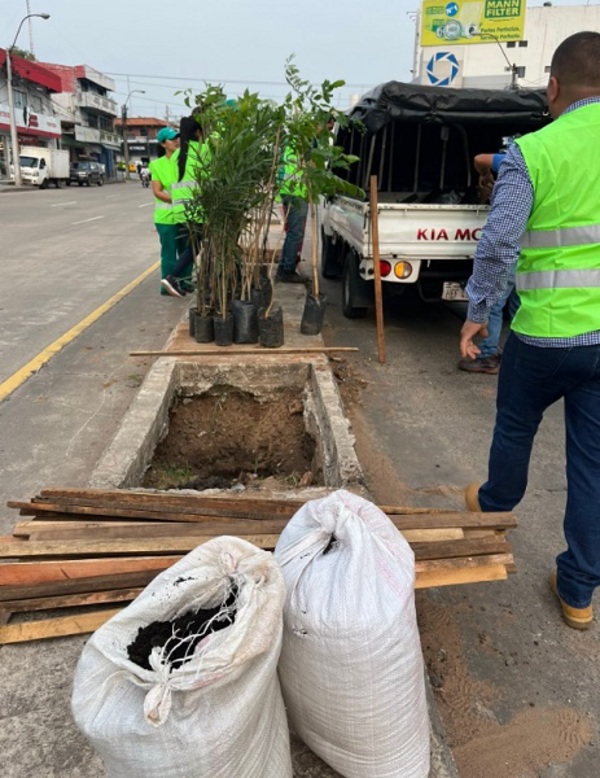 ¡Asunción se pone verde! La Avenida Eusebio Ayala se arboriza para combatir el calor