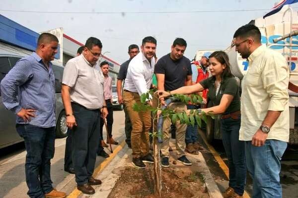 Nenecho planta arbolitos, mientras irónicamente autoriza derribo de casi 80 árboles - Nacionales - ABC Color