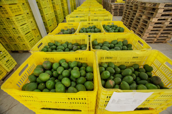 México apunta un superávit agroalimentario de 6.094 millones de dólares de enero a septiembre - MarketData