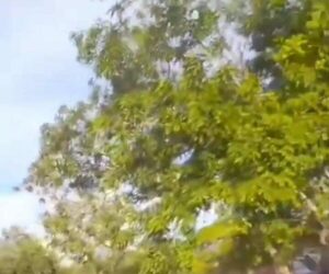 (VIDEO). “Torneos de barrios” terminan en una batalla campal